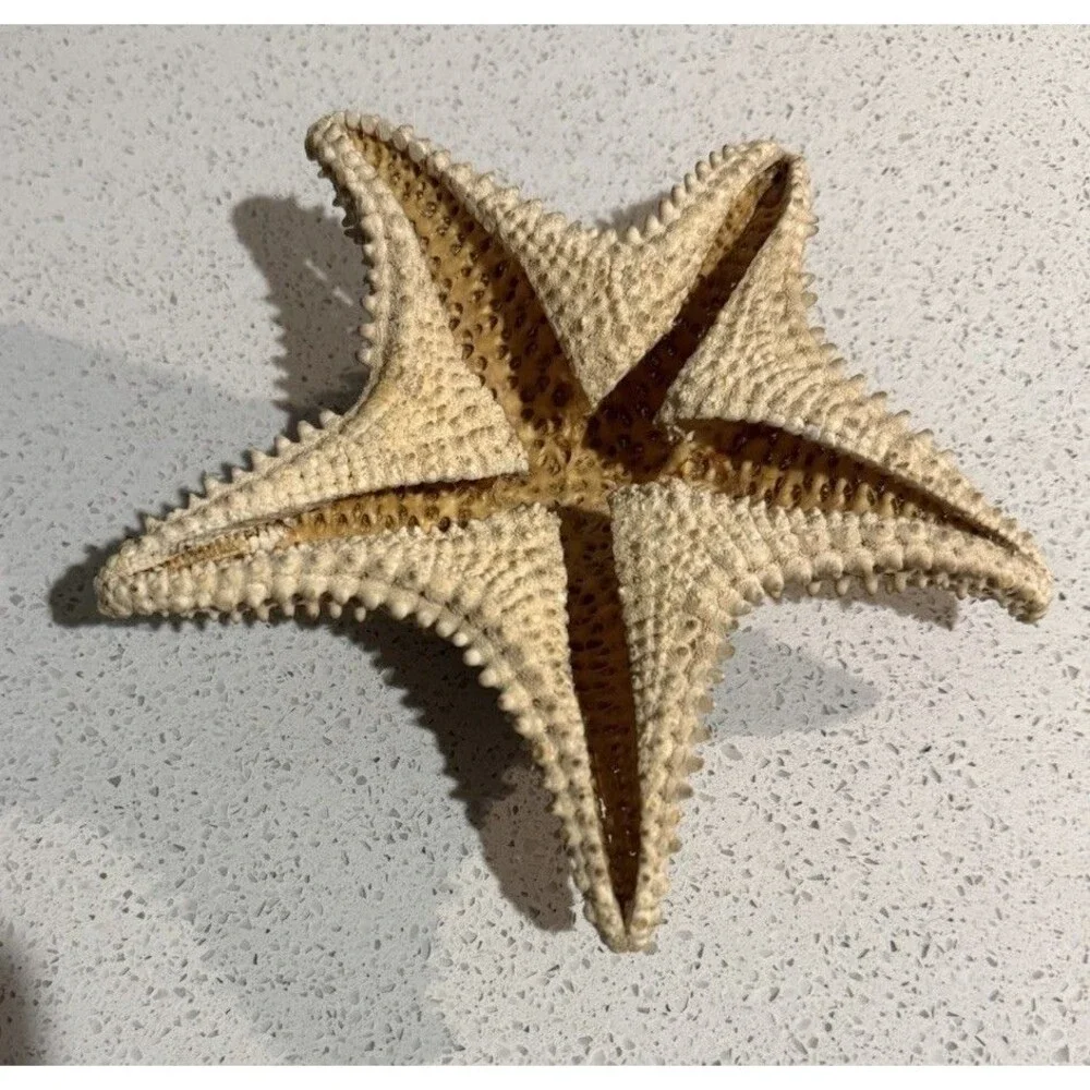 Knobby Starfish & Lightening Whelk Great Condition